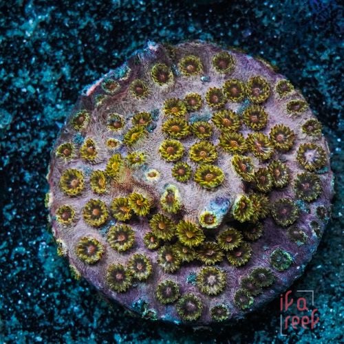 Golden Eye Cyphastrea (Frag)