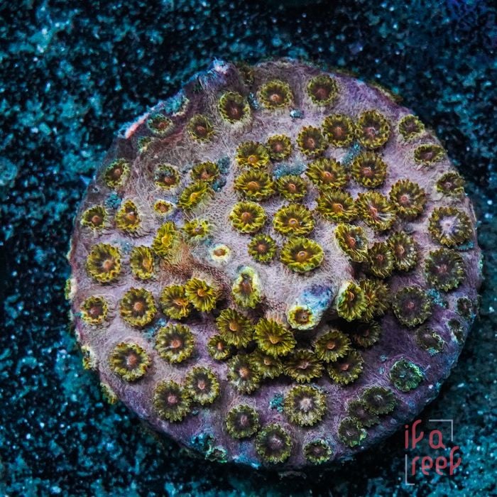 Golden Eye Cyphastrea (Frag)
