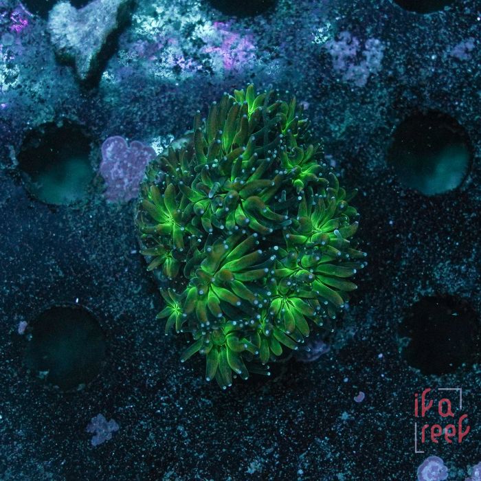 Holy Grail Galaxea (Frag)