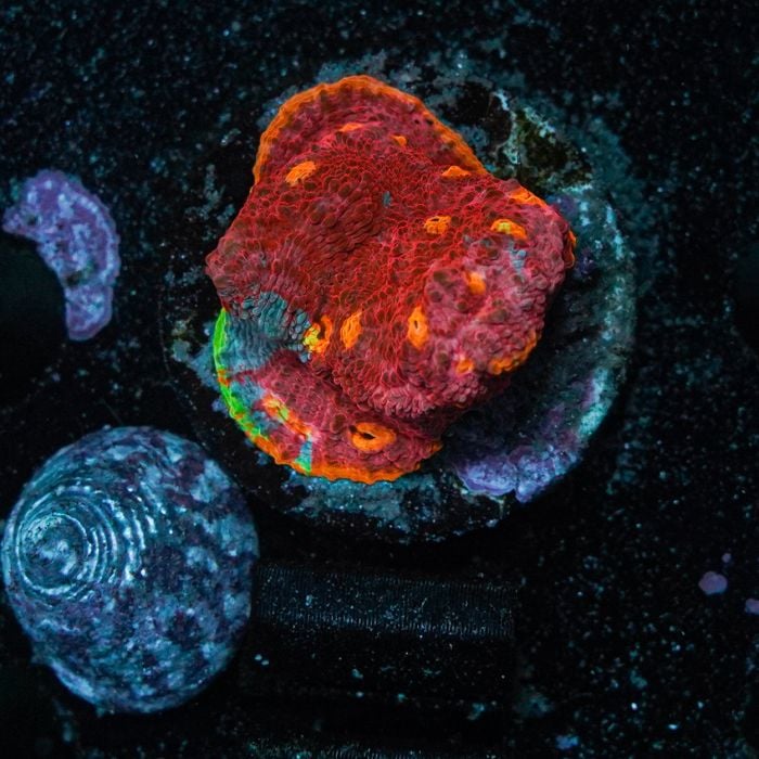 Chalice Bugatti Frag WYSIWYG