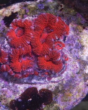 Acanthastrea Micromussa Rainbow (Frag)