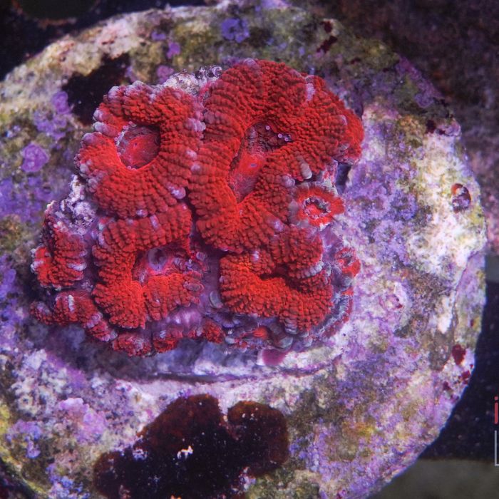 Acanthastrea Micromussa Rainbow (Frag)