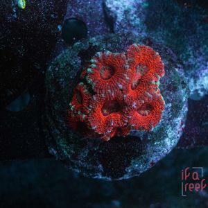 Acanthastrea Micromussa Rainbow (Frag)