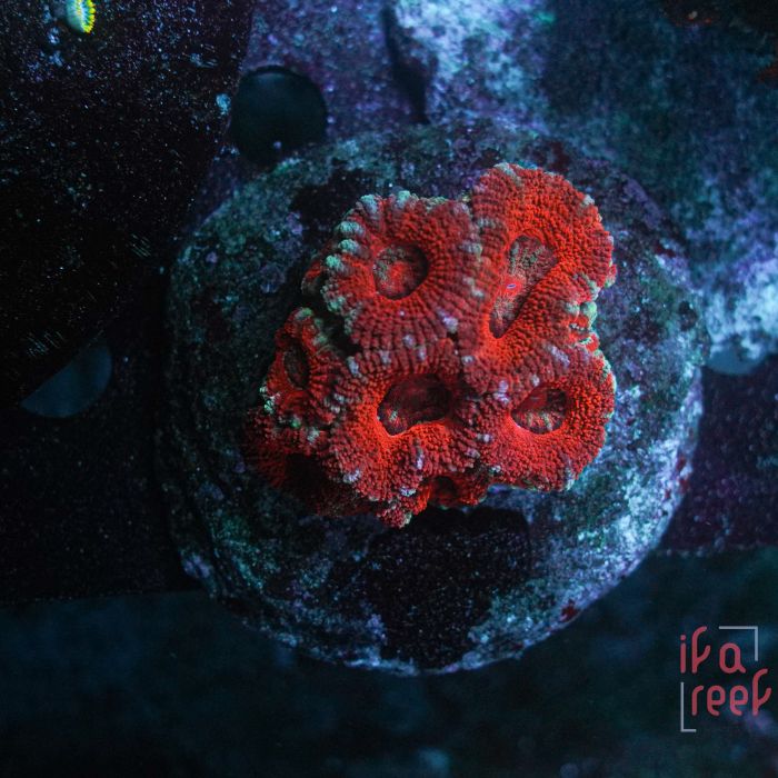Acanthastrea Micromussa Rainbow (Frag)
