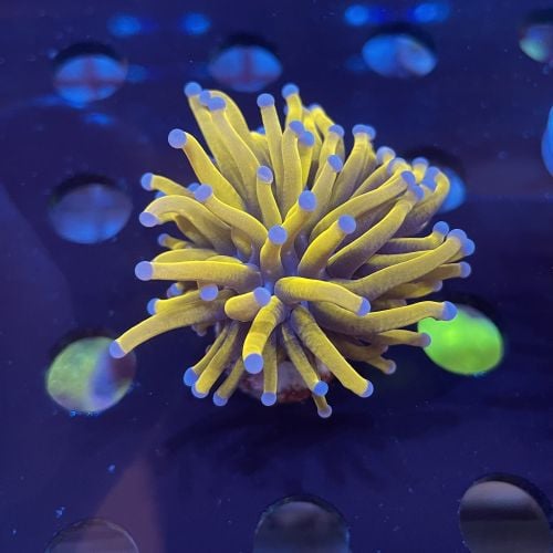 Euphyllia Glabrescens Golden Torch 24k (Per Head)