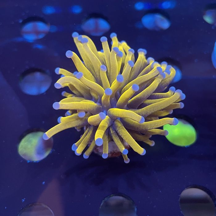 Euphyllia Glabrescens Golden Torch 24k (Per Head)