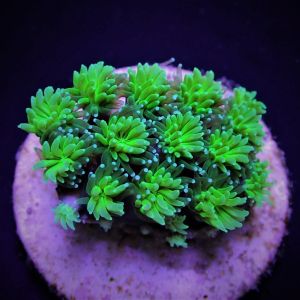 Galaxea spp. Green (Frag)