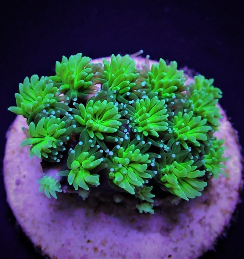 Galaxea spp. Green (Frag)