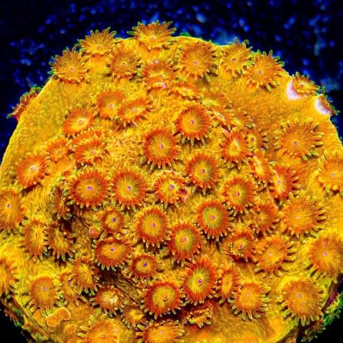 Golden Eye Cyphastrea (Frag)