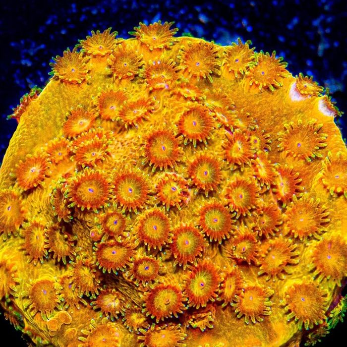 Golden Eye Cyphastrea (Frag)
