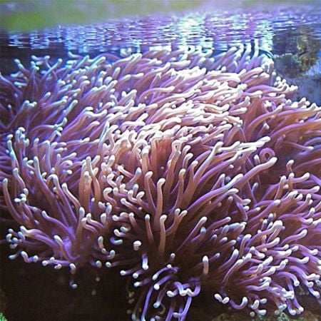 Heteractis Magnifica XL (20cm)