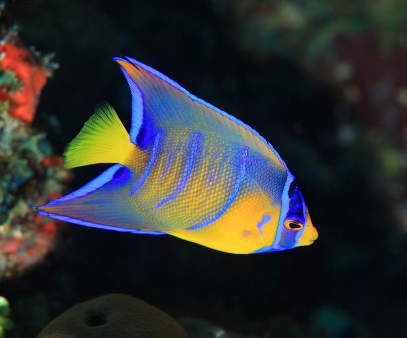 Holacanthus Ciliaris Adult L (12cm)