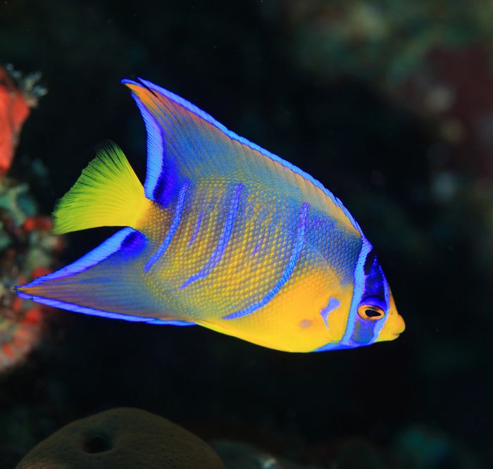 Holacanthus Ciliaris Adult L (12cm)