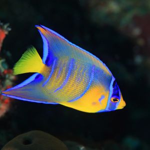 Holacanthus Ciliaris Adult XL (15cm)