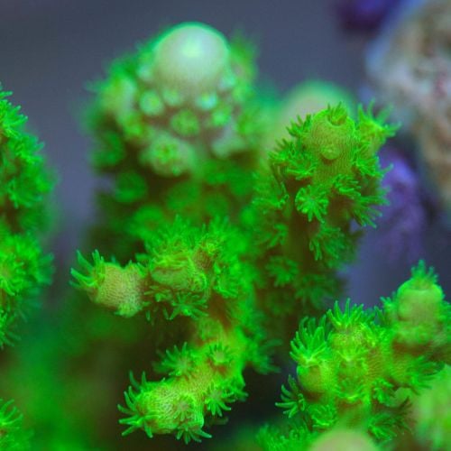Acropora Millepora Hulk (Frag)