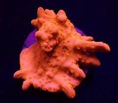 Montipora Setosa (Frag)