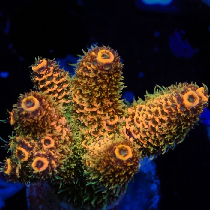 Rainbow Millepora Acropora Orange (Frag)