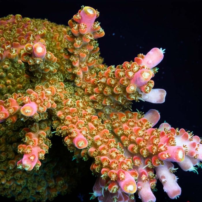 Paletta Pink Tip Acropora (Frag)