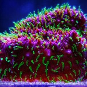 Pavona Cactus Freak Hair (Frag)