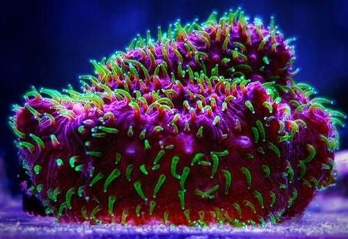 Pavona Cactus Freak Hair (Frag)