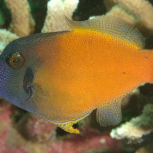 Pervagor Melanocephalus (M)