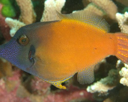 Pervagor Melanocephalus (M)