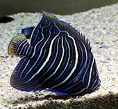 Pomacanthus Maculosus (Yellowbar Angelfih)