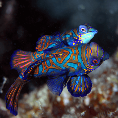 Pterosynchiropus Splendidus Pair (Blue)