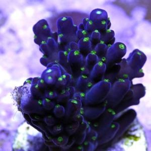 RM Night Sky Bonsai Acropora (Frag)