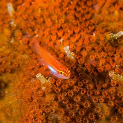 Stylocoeniella Sp. Orange (Frag)