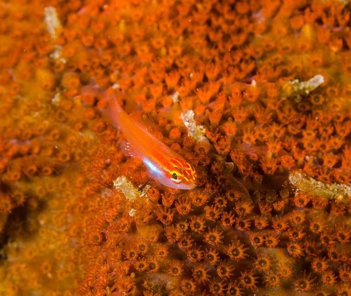 Stylocoeniella Sp. Orange (Frag)