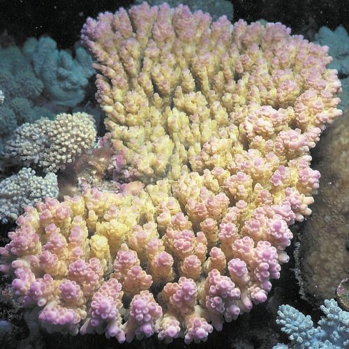 Acropora Anthocercis (Frag)