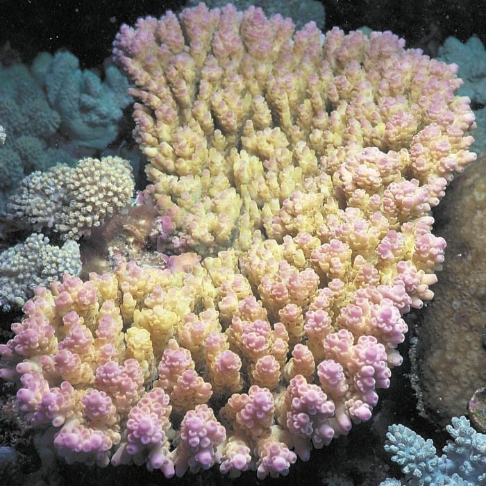 Acropora Anthocercis (Frag)