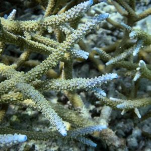 Acropora Aspera (Frag)