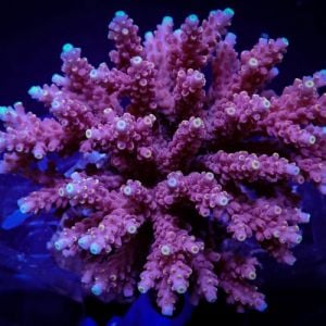 Acropora Cytherea (Frag)