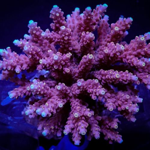 Acropora Cytherea (Frag)