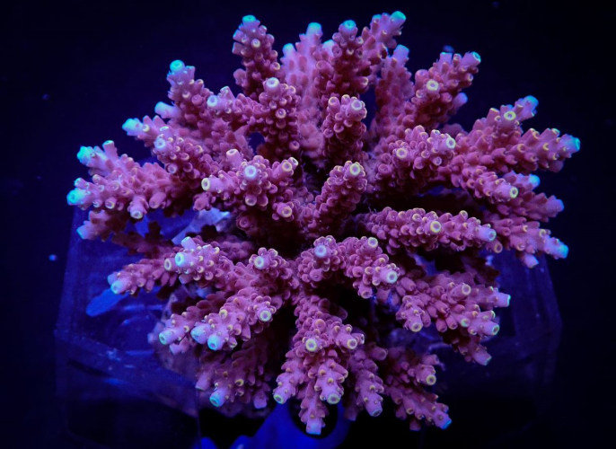 Acropora Cytherea (Frag)