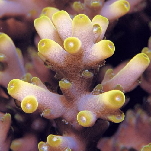 Acropora Granulosa (Frag)