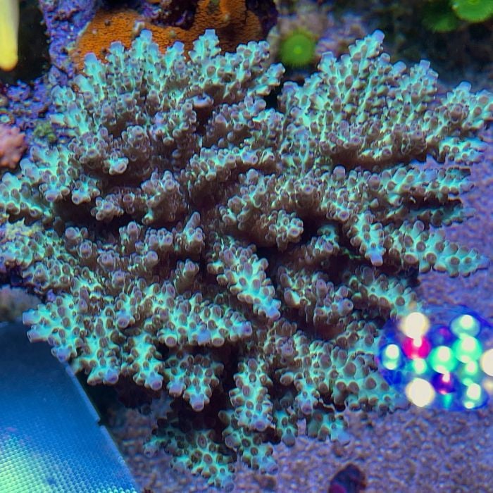 Acropora Latistella (Frag)