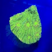 Chalice Toxic Green (Frag)