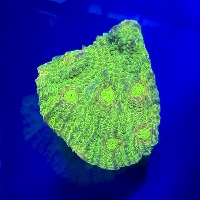 Chalice Toxic Green (Frag)