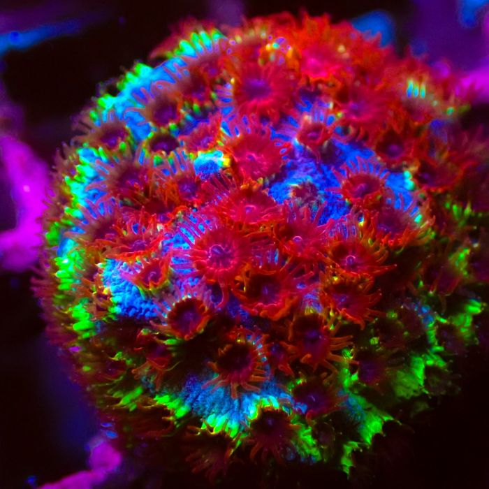 Cherry Bomb Cyphastrea (Frag)