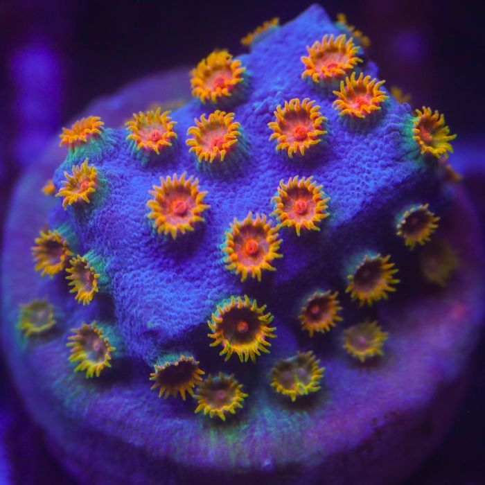 Cyphastrea Rah (Frag)