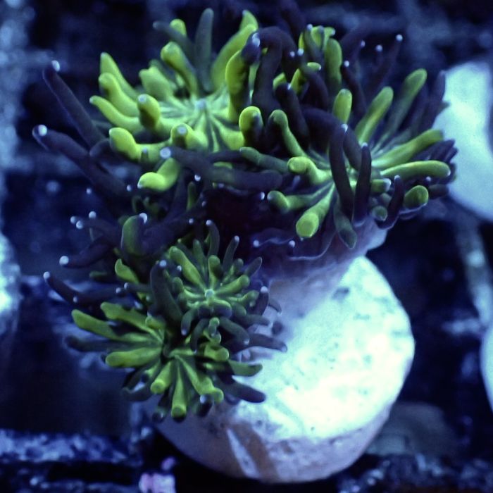 Holy Grail Galaxea (Frag)