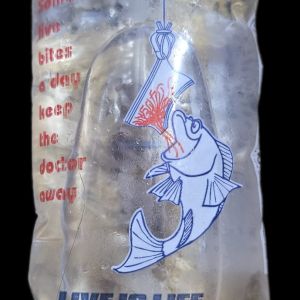 Brachionus Plicatilis 180ml (live food) Rotifer
