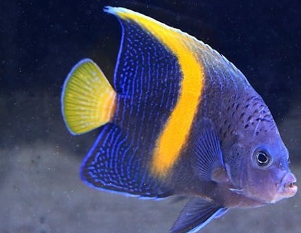 Pomacanthus Maculosus (Yellowbar Angelfish)