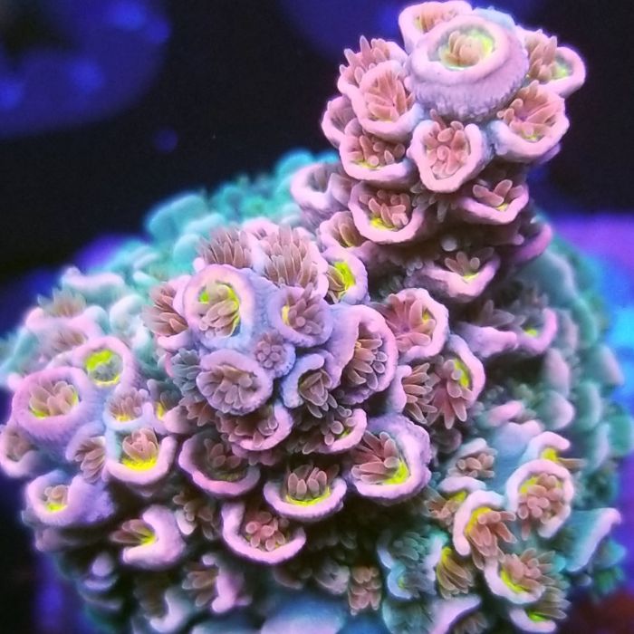 Vivid Blueberry Blast Tenuis Acropora (Frag)