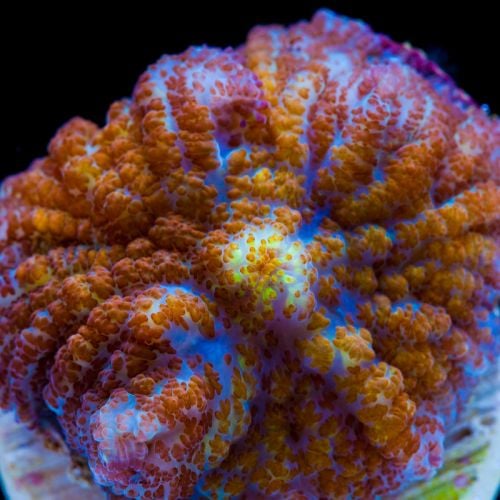 Rhodactis Rainbow Supernova (Per Ear)