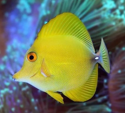 Zebrasoma Scopas Yellow RARE