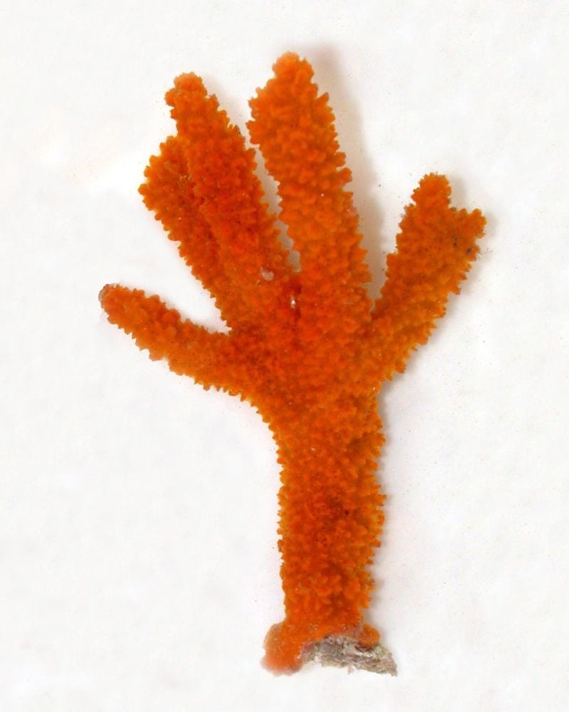 Halichondria sp. (Red frilly sponge)